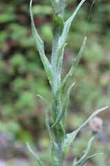 Pseudognaphalium liebmannii