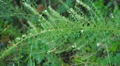 Lespedeza