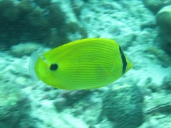 Chaetodon andamanensis