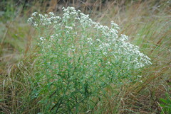 Pseudognaphalium obtusifolium