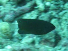 Pomacentrus chrysurus