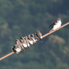 Artamus leucorynchus