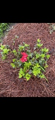 Rhododendron simsii
