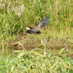 Irediparra gallinacea