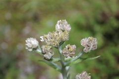 Pseudognaphalium liebmannii