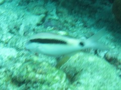 Parupeneus barberinus