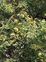 Maclura pomifera