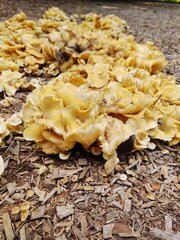 Gerronema strombodes