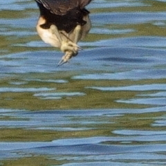 Irediparra gallinacea