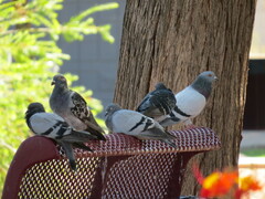 Columba livia domestica
