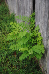 Robinia pseudoacacia