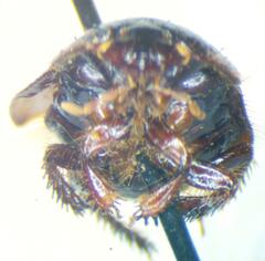 Cydnidae