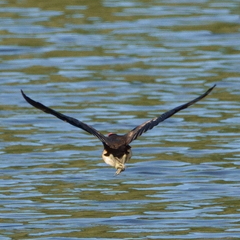 Irediparra gallinacea