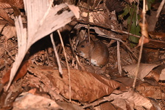 Rodentia