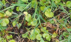 Hydrocotyle sibthorpioides