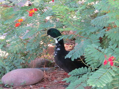 Anas platyrhynchos domesticus