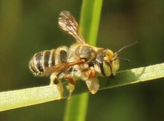 Megachile albitarsis