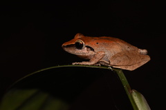 Pristimantis reichlei