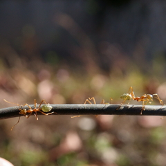 Oecophylla smaragdina