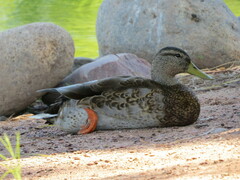 Anas platyrhynchos