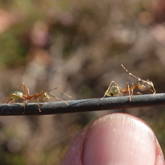 Oecophylla smaragdina