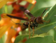 Polistes bahamensis