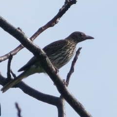 Sphecotheres vieilloti