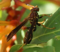 Polistes bahamensis