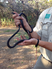 Masticophis taeniatus girardi