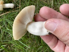 Russulales