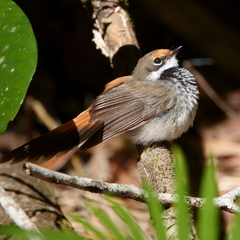 Rhipidura rufifrons