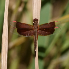 Neurothemis stigmatizans