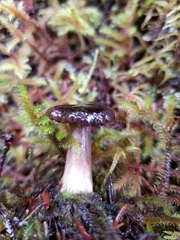 Lactarius fallax