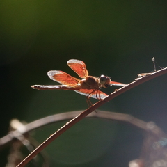 Neurothemis stigmatizans