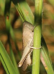 Schistocerca damnifica