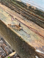 Dasychira meridionalis