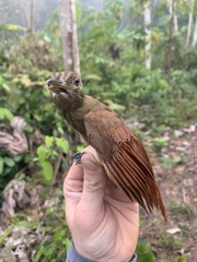 Dendrocincla fuliginosa