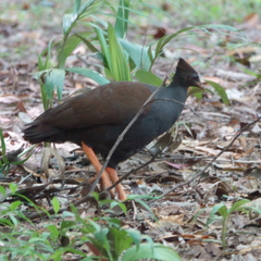 Megapodius reinwardt