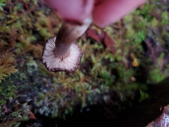 Lactarius fallax