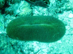 Ctenactis echinata