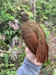 Dendrocincla fuliginosa