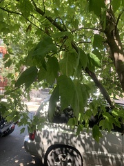 Acer ginnala