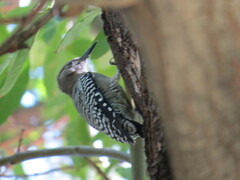 Melanerpes uropygialis