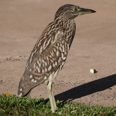 Nycticorax caledonicus