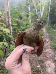 Dendrocincla fuliginosa