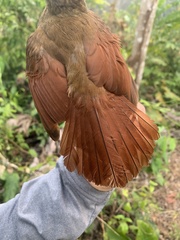 Dendrocincla fuliginosa