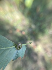 Andricus quercuspetiolicola