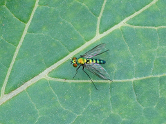 Condylostylus longicornis