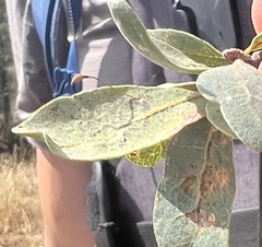 Andricus pedicellatus