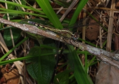 Erythrodiplax umbrata